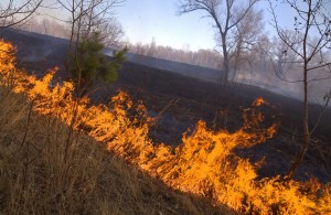 Палы сухой травы часто становятся причиной пожаров