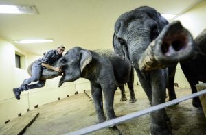 «Уголок дедушки Дурова» проведет конкурс имен для трех слонят. Фото: архив, «Вечерняя Москва»