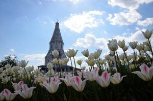 Цветники столицы украсят почти двумя миллионами тюльпанов. Фото: Анна Быкова