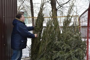 Жители района сдали шесть елок в специальные пункты приема. Фото: Пелагия Замятина, «Вечерняя Москва»