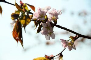 Праздник цветения сакуры в Японии прошел в библиотеке №14. Фото: Анна Быкова