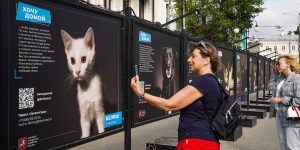 Выставку фотографий животных из городских приютов открыли в Климентовском переулке. Фото: сайт мэра Москвы