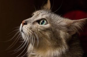 Все о кошках расскажут в библиотеке Чернышевского. Фото: pixabay.com