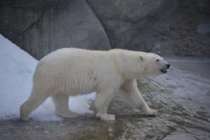 День полярного медведя отметят в «Научке». Фото: Анна Малакмадзе, «Вечерняя Москва»