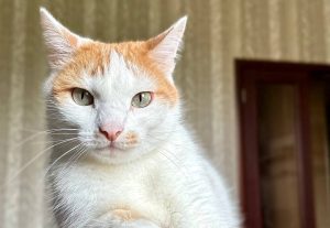 Лекция о кошках в японской культуре состоится в «Научке». Фото: Валерия Соловьева, «Вечерняя Москва»