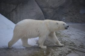 О безопасности при встрече с белыми медведями расскажут в отделе библиотеки №14. Фото: архив, «Вечерняя Москва»