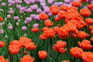 Сотрудники управы района сообщили о высаживании 100 тысяч тюльпанов. Фото: Анна Быкова, «Вечерняя Москва»