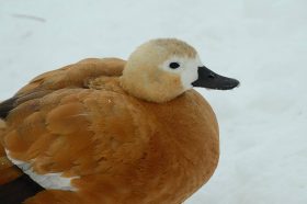 Ряд мероприятий состоится в музее леса. Фото: Анна Быкова, «Вечерняя Москва»