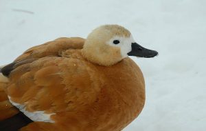 Ряд мероприятий состоится в музее леса. Фото: Анна Быкова, «Вечерняя Москва»